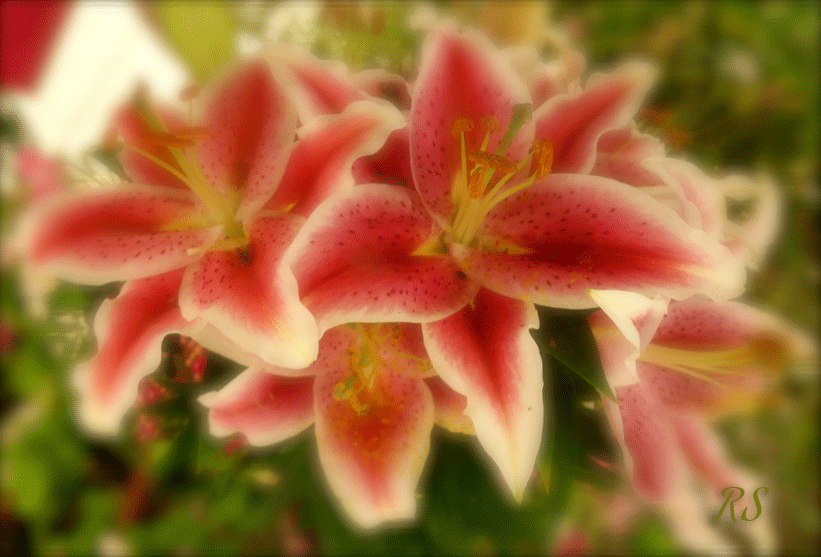Ric_Steed's tweet photo. ooooooh those lily's...#nanaimo thing of beauty #gottaluvnanaimo http://t.co/NSiEOn3wy3