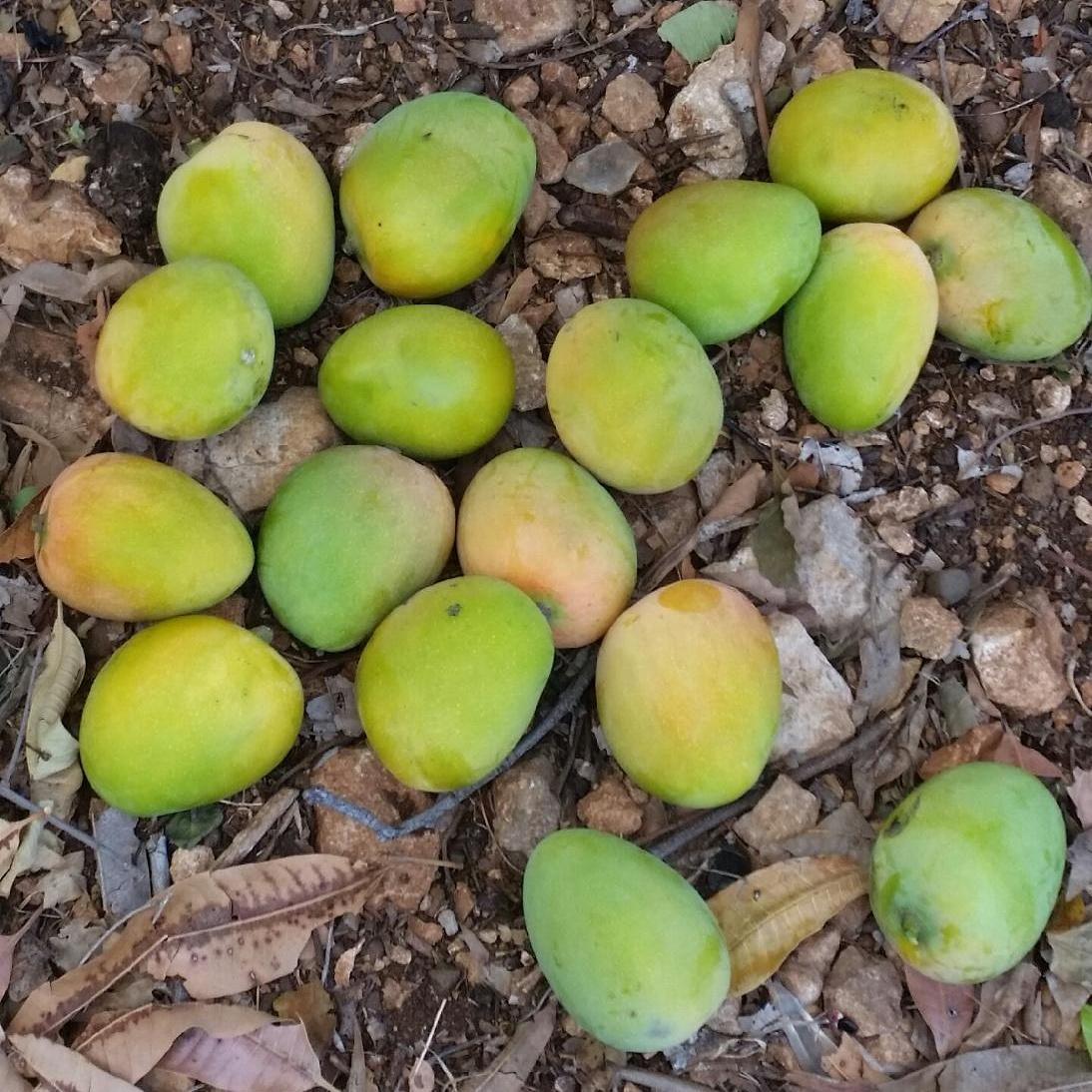 RealHiawondah's tweet photo. For the Love of Fruits. #Mangoes #SourSap and #AppleTree #Garrisonregeem http://t.co/MM2HWQUcgM
