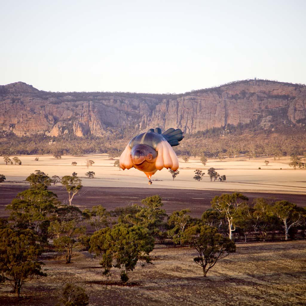 studioblueboat's tweet photo. In honour of her #GIAF15 appearance, we're sharing our fave #Skywhale project moments - first flight, Arapiles. http://t.co/rV2m4lmI72