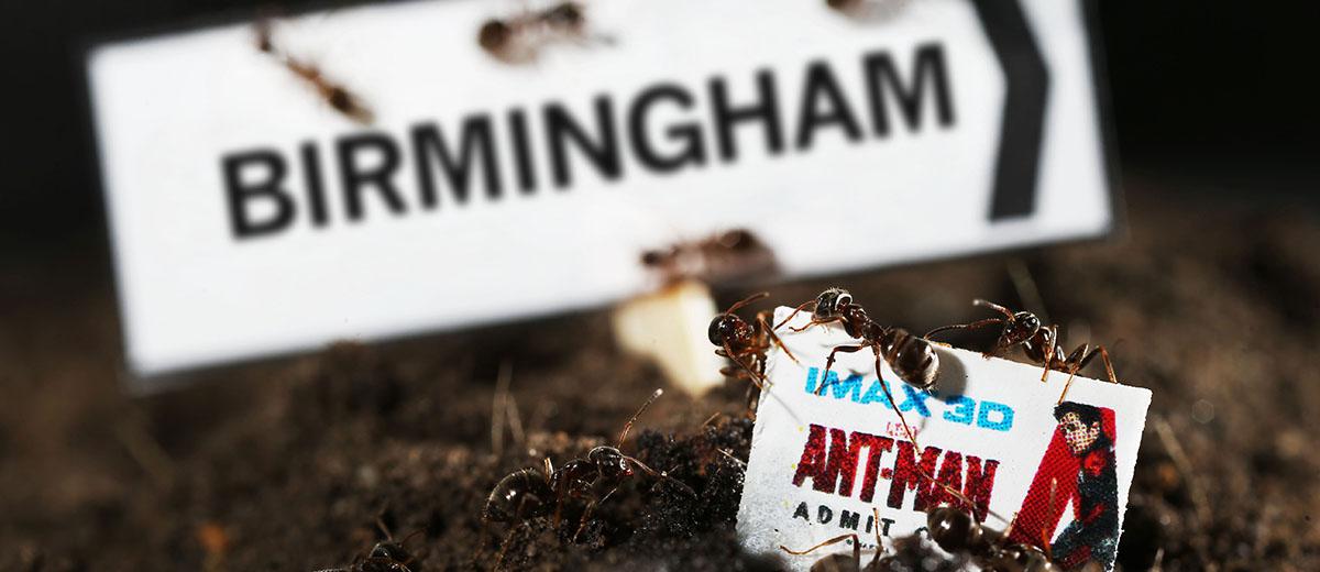 brumpolarbears's tweet image. Any #Marvel fans out there? You might be interested in this one. 100 free tickets to be found polaroidsandpolarbears.co.uk/ant-sized-tick…