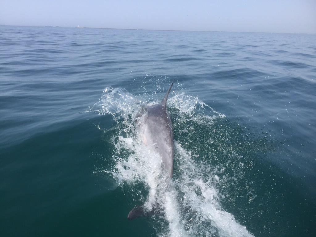 PCMoguer's tweet photo. ¡Hemos recibido una grata visita en Mazagón: delfines! 😀😀🐬🐬 http://t.co/hNTNe5v7GW
