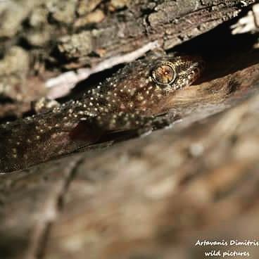 Explore_Ithaca's tweet photo. #exploreithaca #ithaca #ionian #greece #odyssey #artavanis_dimitris #lizard #hemidactylus_turcicus http://t.co/ct4yTqu85k