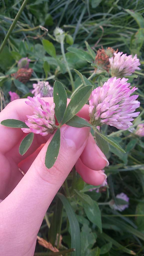 🌸 #flowers