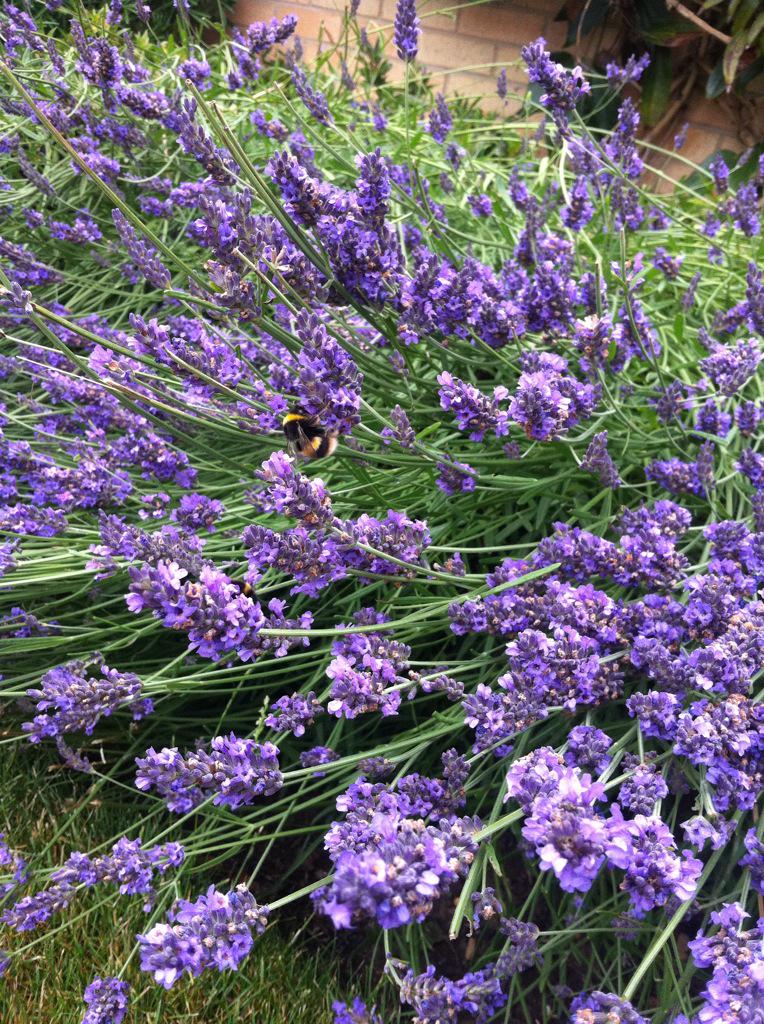 Another positive year for the bee population #Stanmore Place #Landscapemaintence