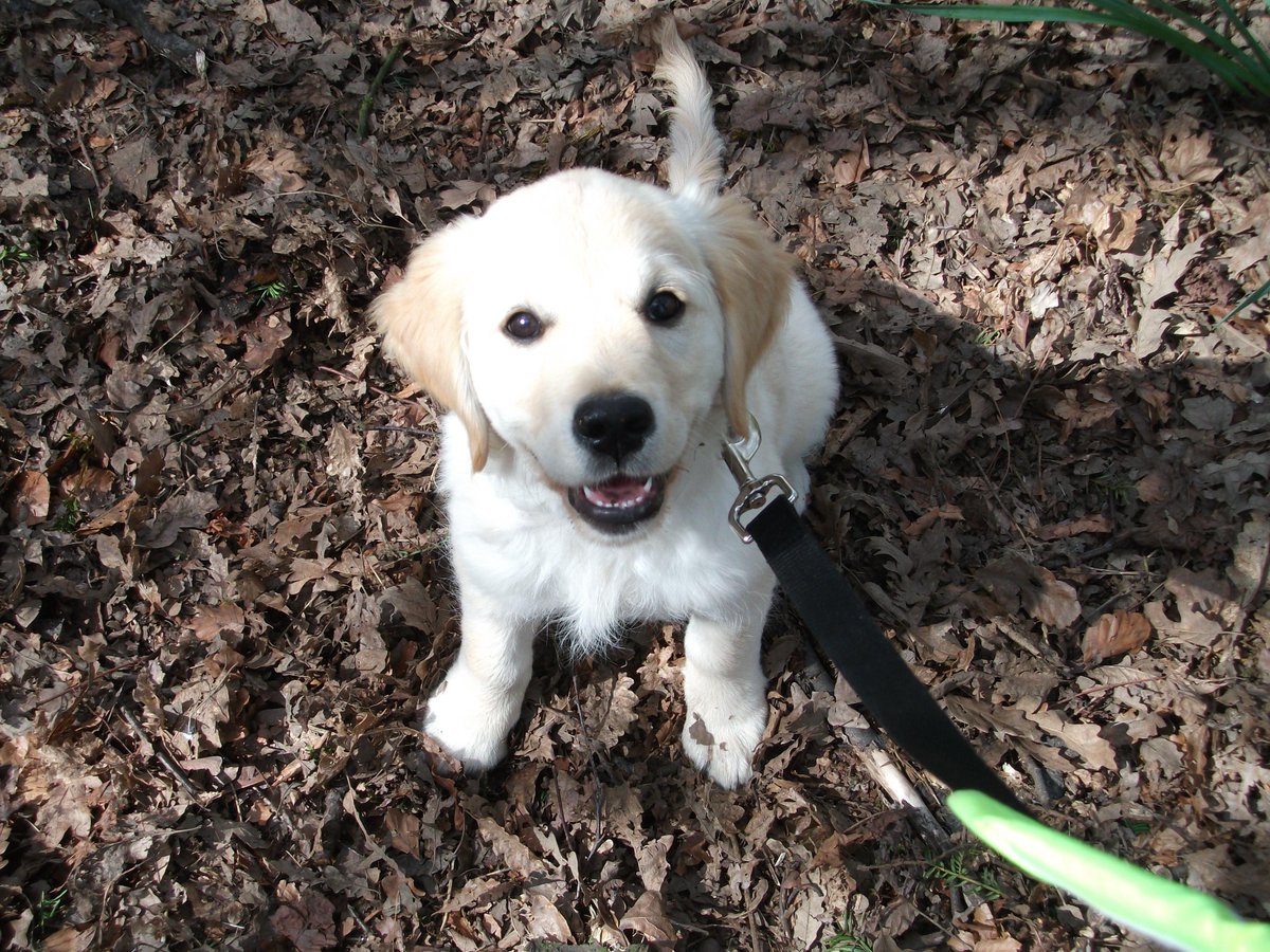Dogs for Good tweet media