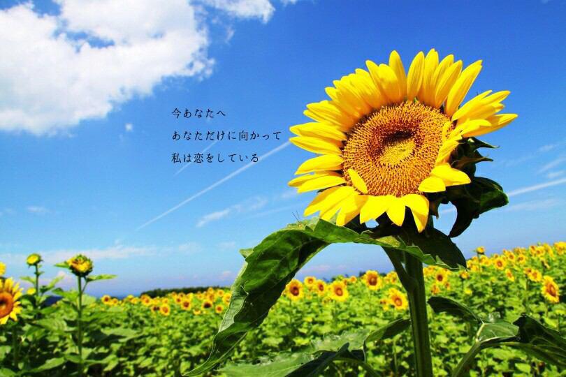 恋文字 2人が出会った事に もしも意味があるなら こんなに苦しいのは今だけだよと 自分に言い聞かせて 胸の痛みがあなたをどれだけ 好きか伝えているよ 愛することが怖くなっても あなたなら大丈夫だよね Song For Http T Co Wsqnn7tjvb