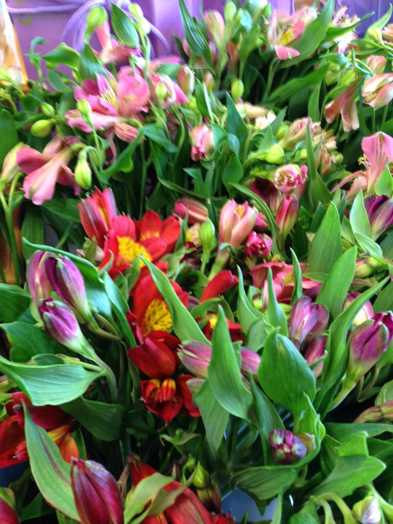 jeanetteflorist's tweet photo. Exciting #English #alstroemeria is here.@AlstroemeriaBen @peterhsmithltd #Beautiful #buybritish #shoplocal #blackpool http://t.co/pdRovmWBjw