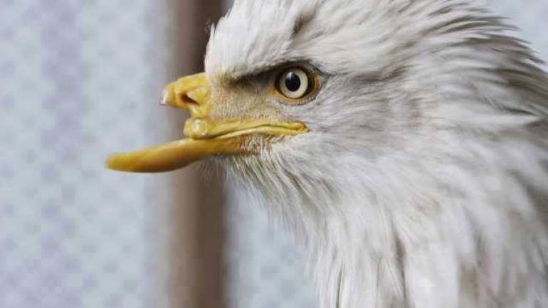 Белоголовый орлан когти. Когти ястреба. Орел с открытым клювом. Орел без клюва. Орел когти клюв.