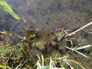 De Wijkraadpleging over groen nog in te vullen tot 1 augustus bit.ly/1OcJnJ9 #leidscherijn #vleuten #demeern