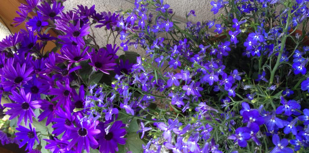 zazierette's tweet photo. Alles Gute für die @Gohlis27 zum Geburtstag. Sonnenschein und ganz viel Glück. http://t.co/dRmOc0ZWli