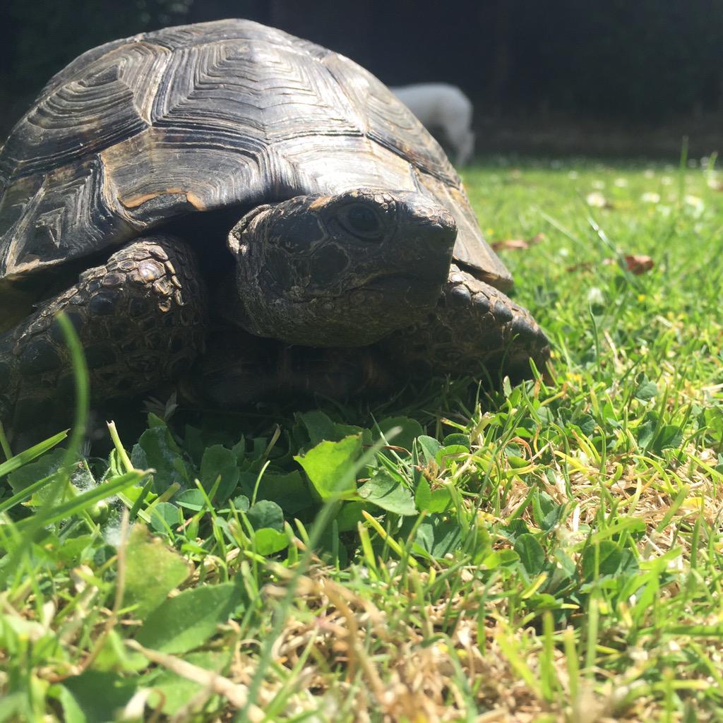 Say Hi to Norman - the newest member of the Mytum Eco-team! Norman's expertise are in green &amp; organic wastes! 🐢
