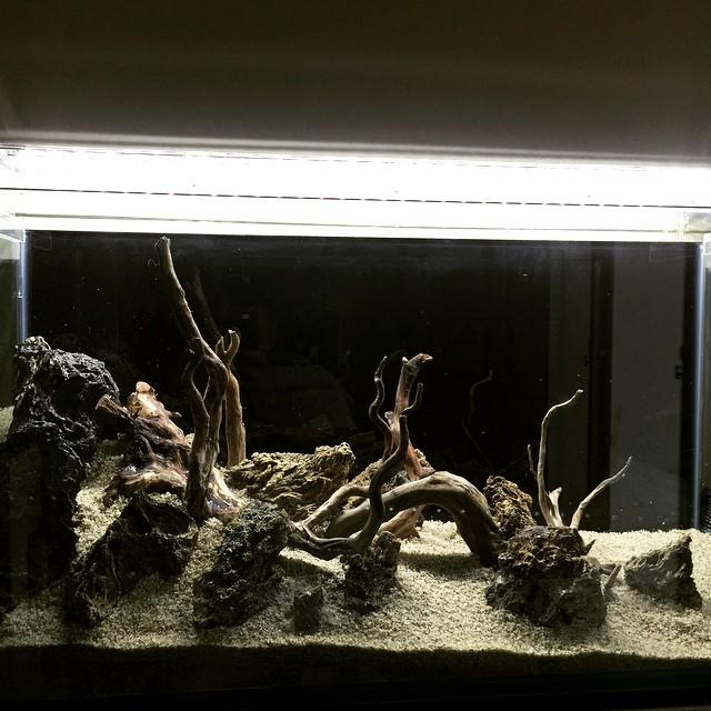 Akvaristan's tweet image. #akvaristan #aquarium #akvaryum #aquarien #stepfive#aquascape#aquariumsetup#rocksadded#moresand#reshape#unfinished#…