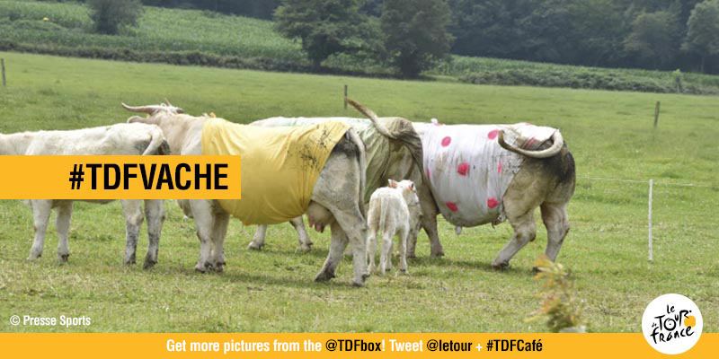 TDFbox's tweet photo. @Alvaroscud here is your #TDFvache picture! Now, try with another #TDF… Your turn to play! http://t.co/nedvFkjVeC