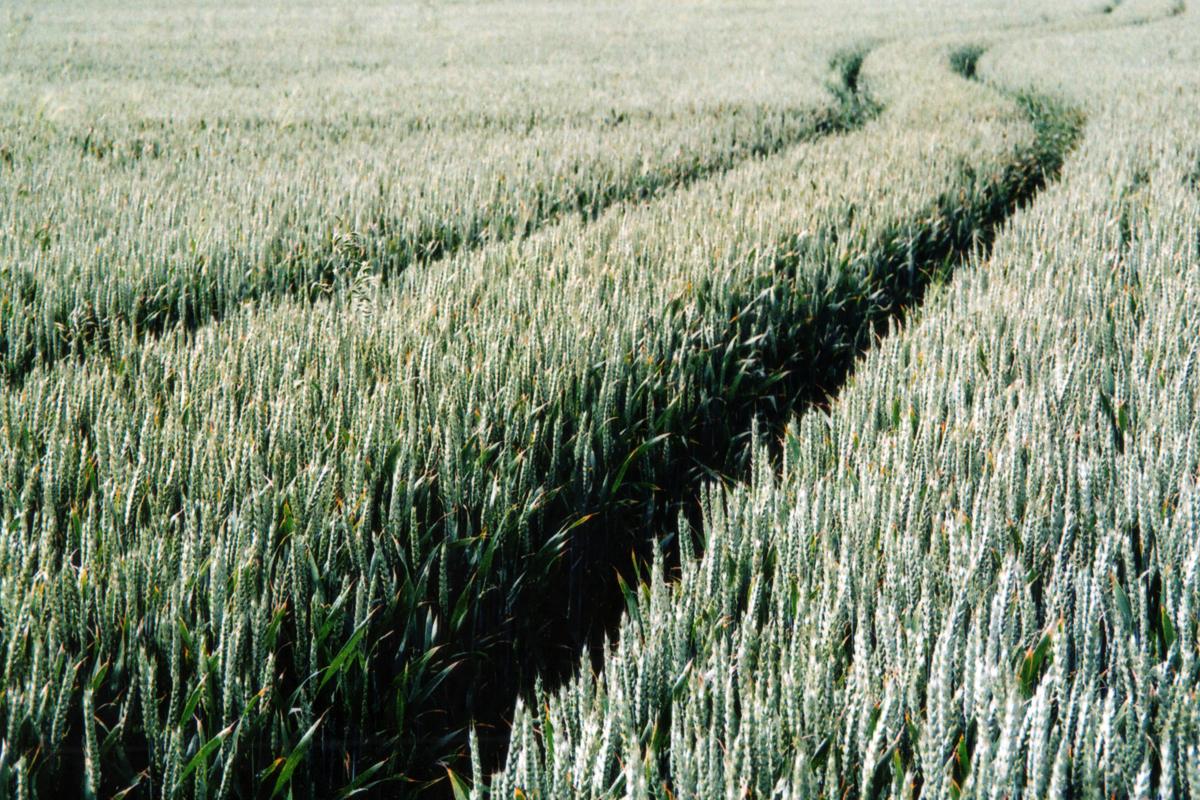 atelierPh's tweet image. 'Meander' 2015, on Agfa Vista 200 #35mm #film #photography #believeinfilm