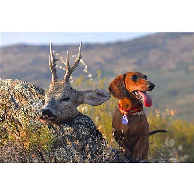 Gran tarde la de ayer con mi teckel