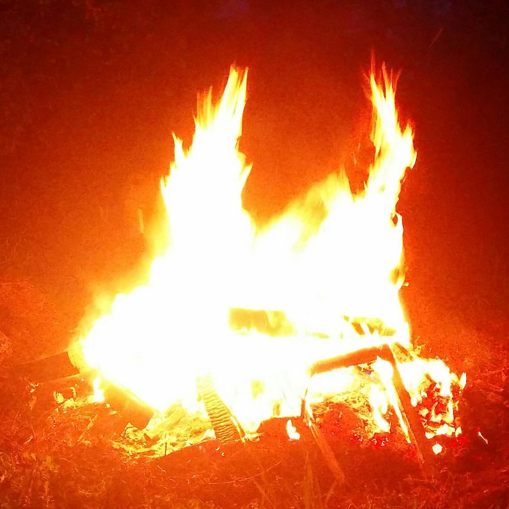 Miss Cat tweet media