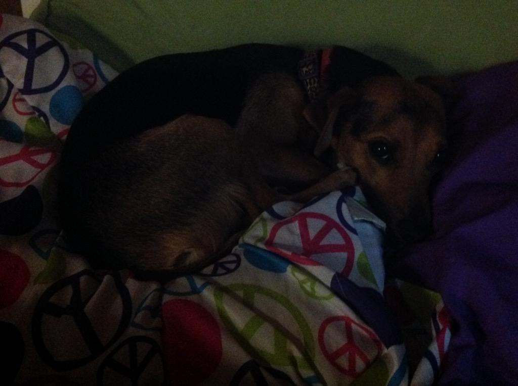CreepypastaToby's tweet photo. My little Bae is sleeping! She's so cute! http://t.co/IIbCqDPkfC