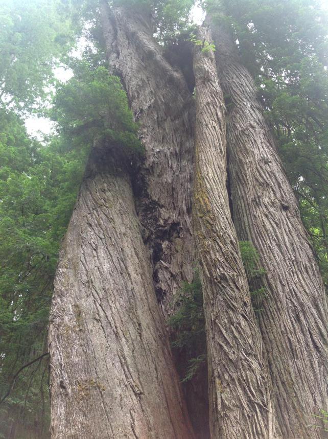 DavidDwoods's tweet photo. Corkscrew Redwood.  #OrickCalifornia #OneTwistedTree http://t.co/MVTcVAZ3zd