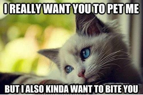 Petcipes's tweet photo. Kitty Conflict 

#CatsOfTwitter @alfiecatt @MrsPrisses http://t.co/S8hcakvTGW