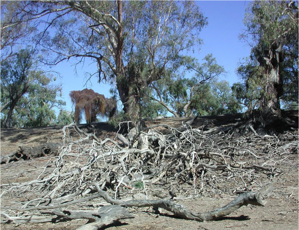 Ideaphora's tweet photo. RT @Self_Reg: Don't just prune the branches. Look to the roots to find underlying cognitive problems. @ #selfreg2015 http://t.co/YI4lMAptm3