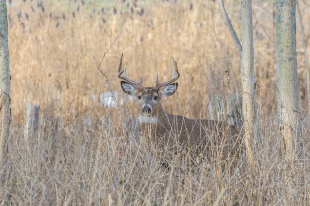 3 (More) Things Every Deer Hunter Should Do Right Now #deerhunting realtr.ee/8f9