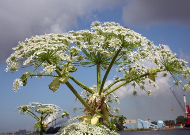 Yorkshire <a href="/RHSHarlowCarr/">RHS Harlow Carr</a> expert talks of Giant Hogweed dangers. #hogweed  yorkshirepost.co.uk/news/main-topi…