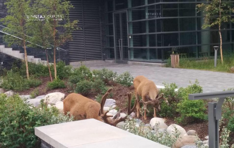 banffcentre's tweet image. Some neighbours enjoying #Banff Centre landscaping. Thanks @Schmopera for the 📷!