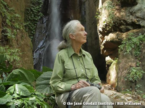 JaneGoodallInst's tweet image. Dr. #JaneGoodall reflects on #Gombe55 in this special video from where it all began.. goo.gl/KNz0Hy