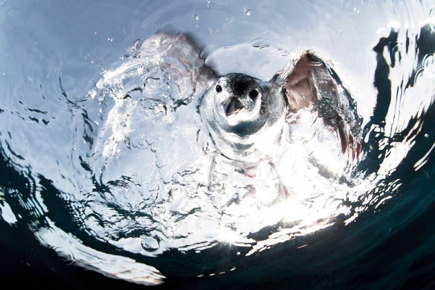 KeepSnapper's tweet image. The moment when a bird is diving into the water.