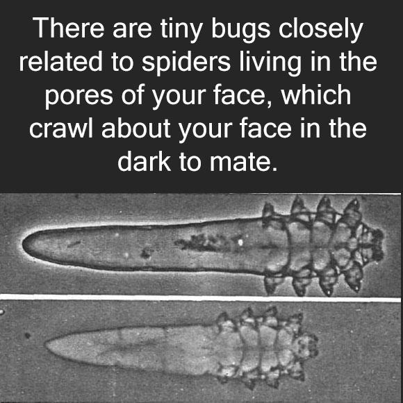  You've Got Mites Living On Your Face. And I Do