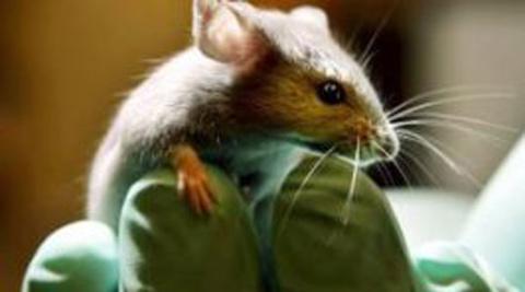 Embedded image permalink