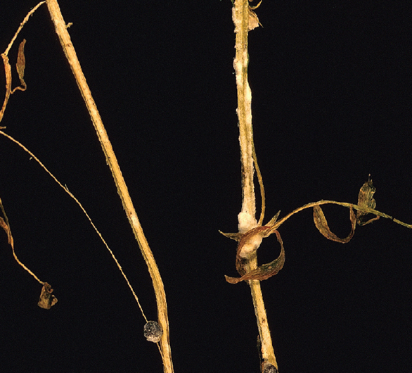 Bayer4CropsCA's tweet image. #SprayDelaro at the onset of flowering to prevent #WhiteMould &amp;amp; Sclerotina in your lentils goo.gl/1kxyNr