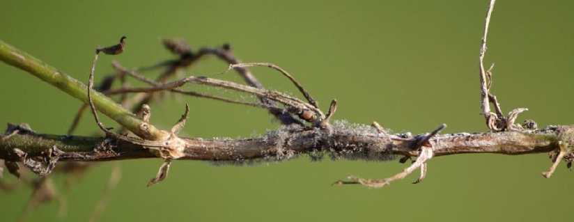 Bayer4CropsCA's tweet image. Prevent premature ripening &amp;amp; a hit to your lentil yield. #SprayDelaro  to prevent #GreyMould goo.gl/1kxyNr