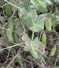 Bayer4CropsCA's tweet image. Mycosphaerella Blight appearing on leaflets &amp;amp; stems? #SprayDelaro on your field peas at the first signs of disease.