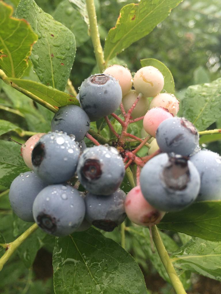 NewellClark's tweet photo. Visitin @SandyCreekFarm1 & #berry pickin 2day. #TyroNC http://t.co/yV6VpSnI7T