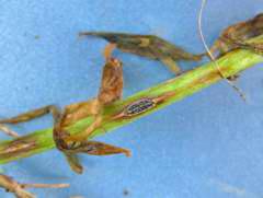 Bayer4CropsCA's tweet image. #Anthracnose is destructive to lentils in hot, humid conditions. #SprayDelaro at the 1st sign of disease #WestCdnAg