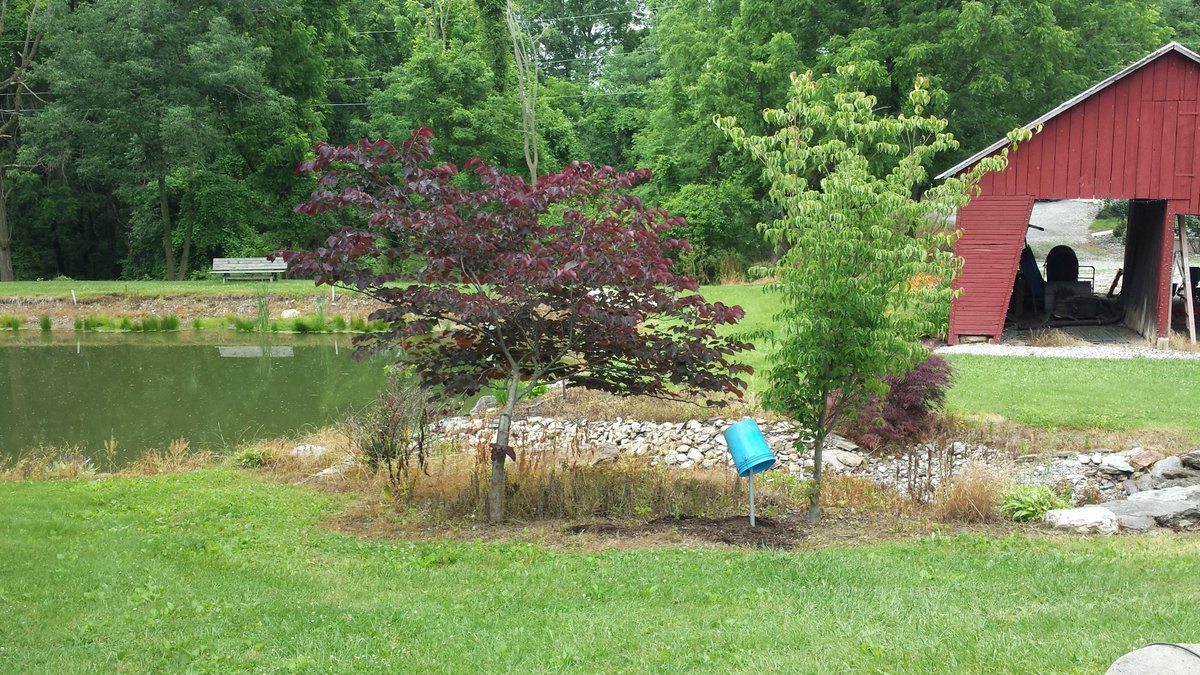NatureDesignINC's tweet photo. Here are some before and after for around a pond.  #pond  #Landscaping http://t.co/RZyJD2h6RJ