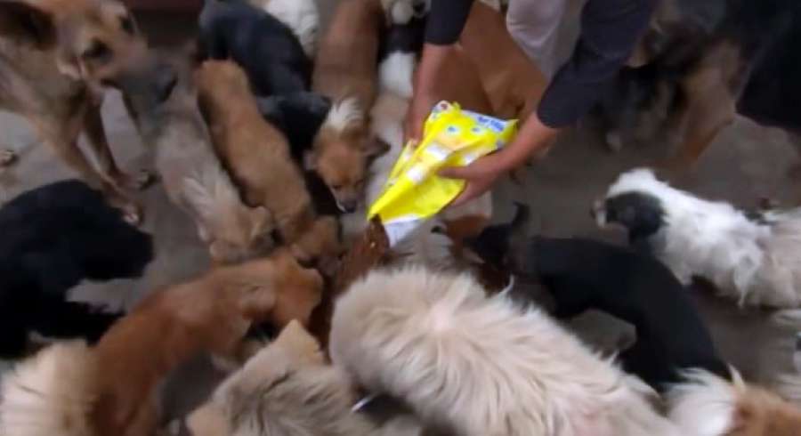 Una mujer china gasta sus ahorros en salvar a 100 perros de un festival de carne atres.red/8gthf