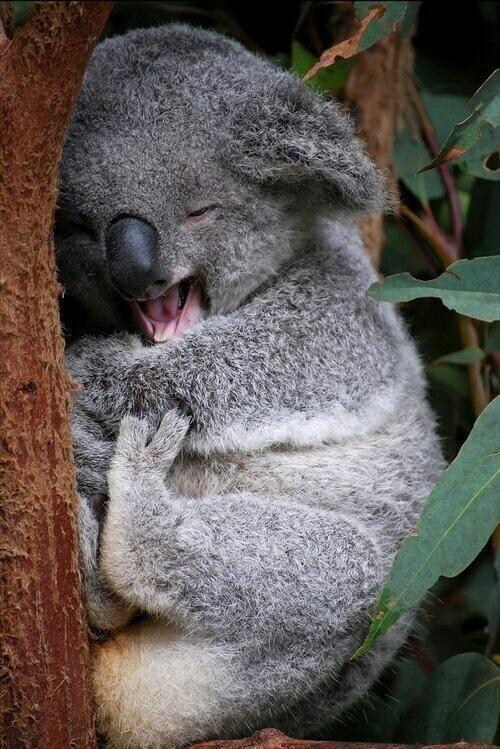 _Paisajes_'s tweet photo. Koala muy feliz. :) http://t.co/zEDKkKODda
