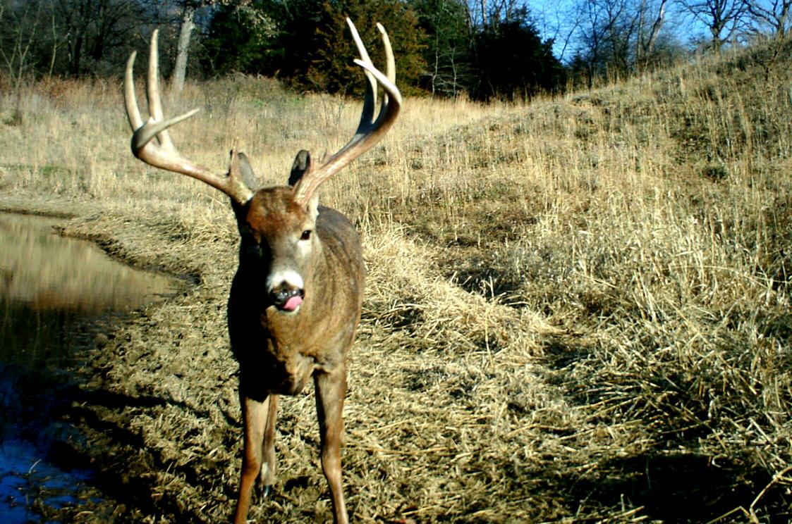 JeffSturgisWHS's tweet photo. After you spook him, when will his patterns return to normal? http://t.co/Tw4v8rDxI2 #deerpatterns http://t.co/kpY0Bg2CCk