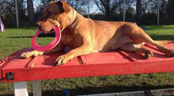 Dogs for Adoption tweet media