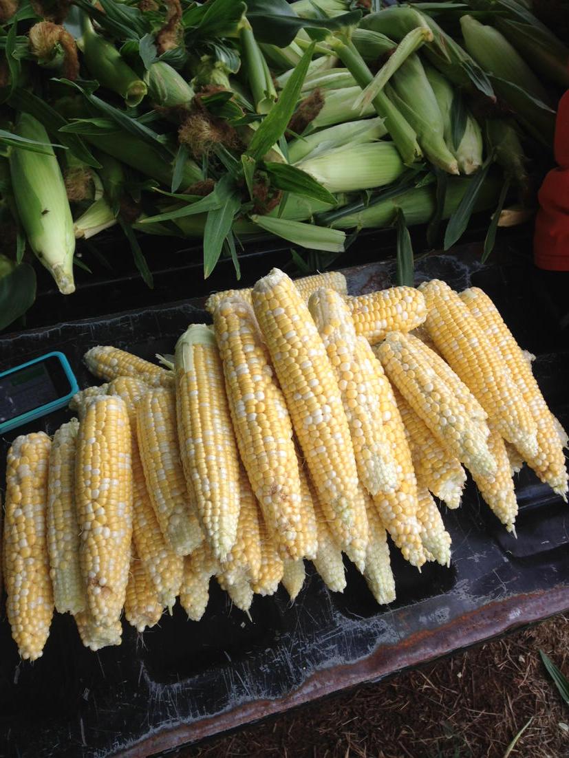 Adempsey73's tweet image. Obsession II RR/BT those GMOs sure are tasty