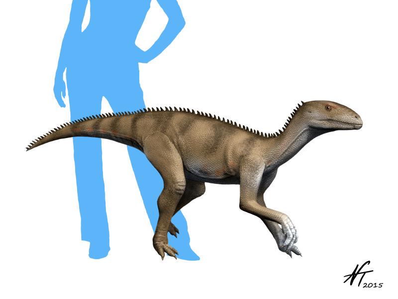 paleofan's tweet photo. Brazilian silesaurid: #Sacisaurus agudoensis http://t.co/x1WyXrfLbf http://t.co/wxAJJEXYIe