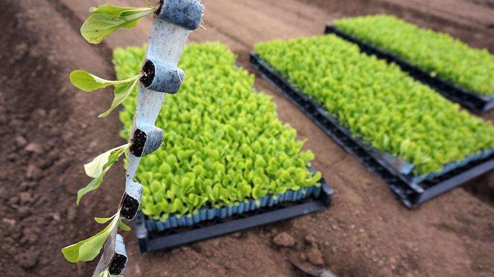 Horti Daily (@hortidaily) on Twitter photo New: Plant Tape transplanting system <a href="/planttape/">PlantTape - automated transplanting system</a>
hortidaily.com/article/18163/… New: Plant Tape transplanting system <a href="/planttape/">PlantTape - automated transplanting system</a>
hortidaily.com/article/18163/…