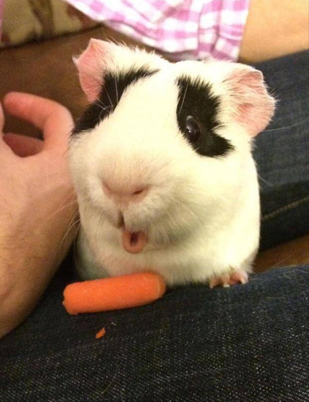 CuteAnimalsBaby's tweet photo. OOOHHH, A CARROT! http://t.co/prwnI1ocDZ