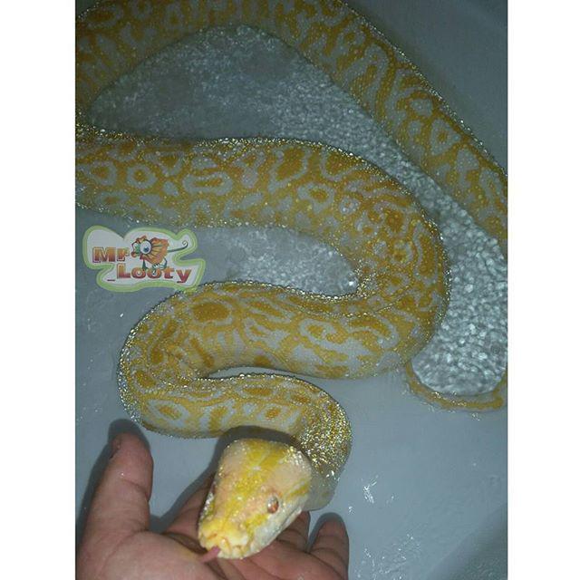 reptiles's tweet photo. #Reptiles: RT @mr_looty: ูุจุฏ ุชุงุงุงูู
โ
#q8reptiles #kuwaitpets #ุฒูุงุญู #seemygulf #reptiles #reptilesofinstagram #reโฆ http://t.co/K2BhILBGRQ