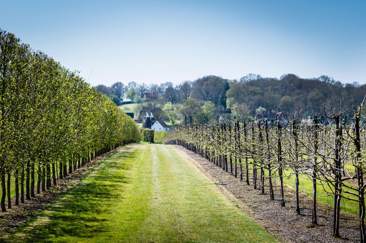 kentsussextours's tweet image. Our brand new half-day Kent #winetours with @WoodchurchWine &amp;amp; @HushHeath can now be booked at kentandsussexwinetours.co.uk