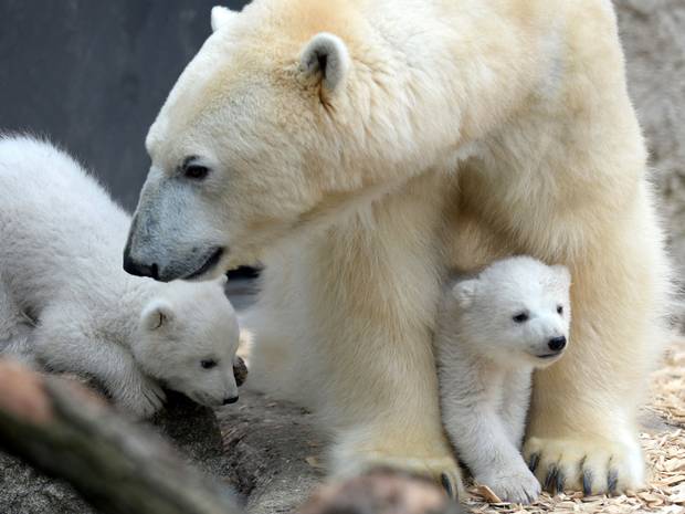 Polar bears will vanish if global warming is not reversed, bleak report finds ind.pn/1LHarkq