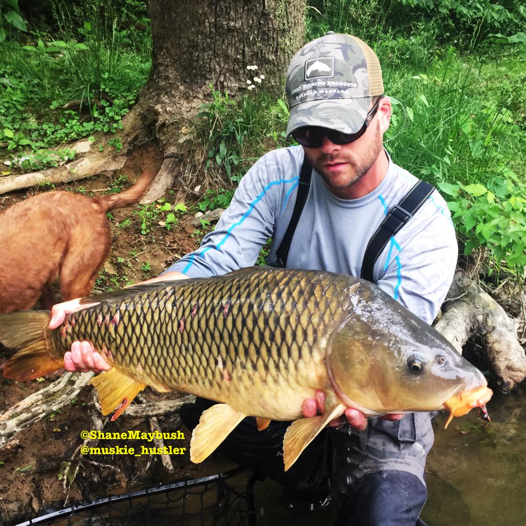 smayallday's tweet photo. #fatfishfriday #carp #carponthefly #flyfishing #flytying http://t.co/Mrs8sLZ1eg