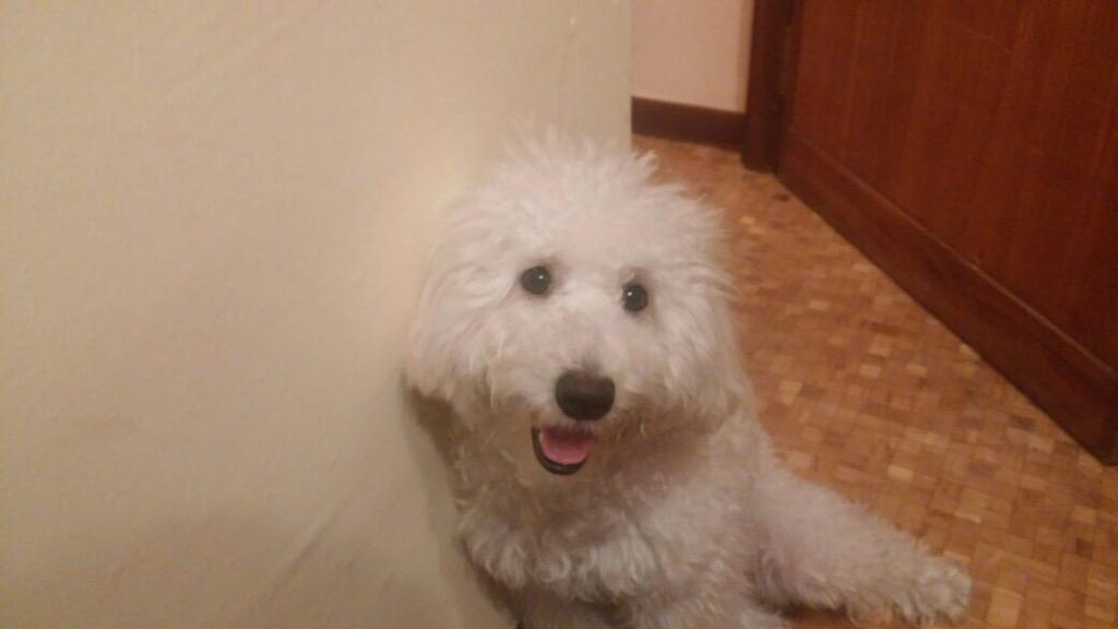 Sarapixel's tweet photo. Mi Coquito y yo en Madrid... Felicidad absoluta. No hay nada más fiel. #FelizViernes http://t.co/EbpeRWw8cp